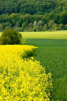 A blooming canola field with single spring trees and a forest in the background. With space for copy.