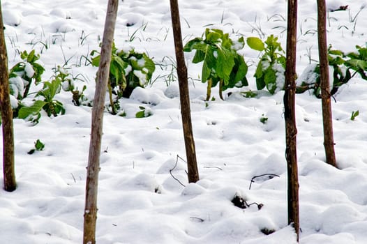 Snowcovered savoy cabbage and leeks in an allotment in the snow between bean poles