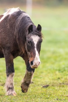 Brown horse with dirty fur is walking on a meadow in front of blurred background