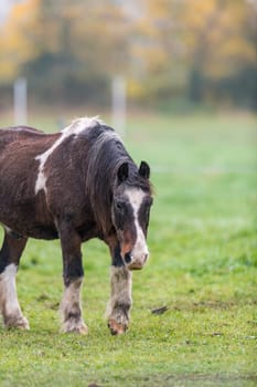 Brown horse with dirty fur is walking on a meadow in front of blurred background