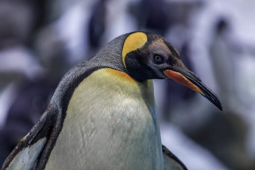 Penguin in Loro Park. Santa Cruz de Tenerife, Spain