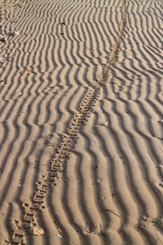 imprint of a motorcycle wheel on the sand of a beach