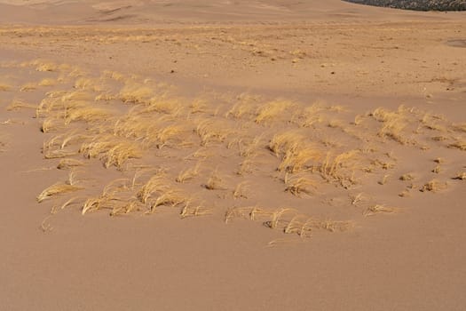 Blowout grass in the Sand Dunes in the Great Sand Dunes National Park in Colorado