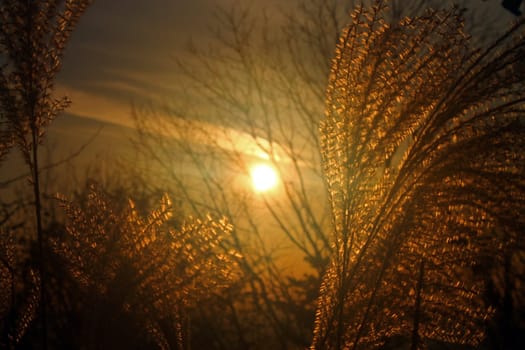 The yellow sunset and the white ears