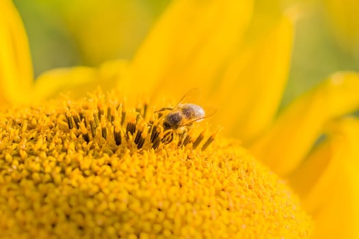 Animal sitting at summer sun flower and collect for important environment ecology sustainability. Awareness of nature climate change.