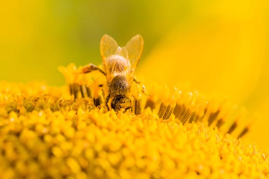 Animal is sitting collecting in sunny summer sunflower. Important for environment ecology sustainability. Awareness of climate change.
