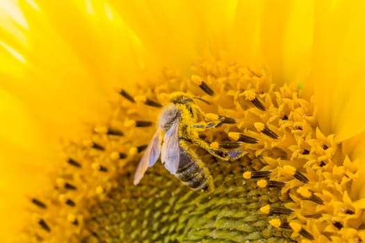 Animal sitting at sunny summer sun flower. Important collect environment ecology sustainability. Awareness of nature climate change.