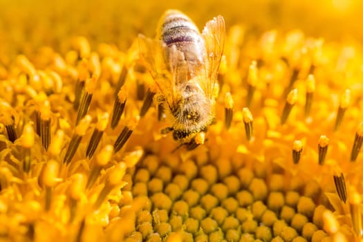 Animal sitting at summer sun flower and collect for important environment ecology sustainability. Awareness of nature climate change.