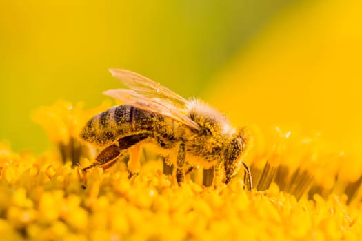 Animal is sitting collecting in sunny summer sunflower. Important for environment ecology sustainability. Awareness of climate change.