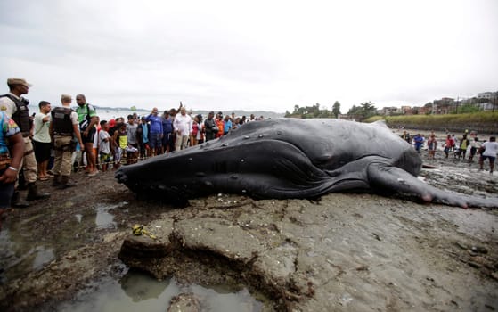SALVADOR, BAHIA/BRAZIL - August 30, 2019: A humpback whale dies while running aground on Coutos beach in Salvador (BA). The animal entered the Bay of All Saints and ran aground.  (Joa Souza / Panthermedia).