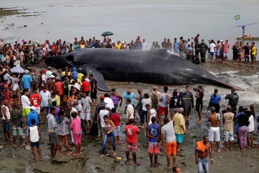 SALVADOR, BAHIA/BRAZIL - August 30, 2019: A humpback whale dies while running aground on Coutos beach in Salvador (BA). The animal entered the Bay of All Saints and ran aground.  (Joa Souza / Panthermedia).