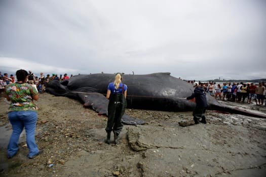 SALVADOR, BAHIA/BRAZIL - August 30, 2019: A humpback whale dies while running aground on Coutos beach in Salvador (BA). The animal entered the Bay of All Saints and ran aground.  (Joa Souza / Panthermedia).