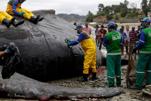 SALVADOR, BAHIA/BRAZIL - August 30, 2019: A humpback whale dies while running aground on Coutos beach in Salvador (BA). The animal entered the Bay of All Saints and ran aground.  (Joa Souza / Panthermedia).