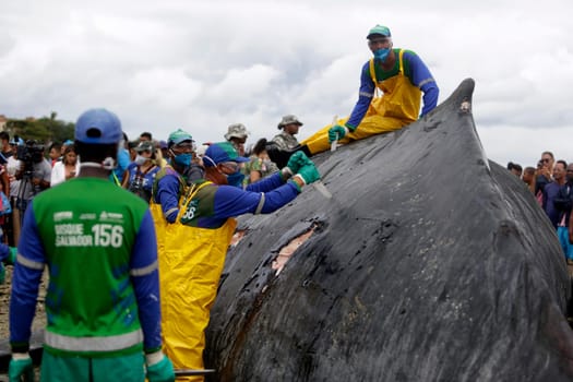 SALVADOR, BAHIA/BRAZIL - August 30, 2019: A humpback whale dies while running aground on Coutos beach in Salvador (BA). The animal entered the Bay of All Saints and ran aground.  (Joa Souza / Panthermedia).