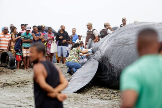 SALVADOR, BAHIA/BRAZIL - August 30, 2019: A humpback whale dies while running aground on Coutos beach in Salvador (BA). The animal entered the Bay of All Saints and ran aground.  (Joa Souza / Panthermedia).