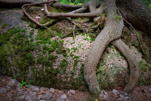 Detailed view of tree roots in forest with green grass around
