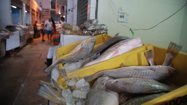 SALVADOR, BAHIA / BRAZIL - November 6, 2019: Fish and seafood for sale at the São Joaquim Fair in Salvador (BA). Due to oil spills in the Brazilian Sea, traders complain that they are not selling fish. (Joa Souza / Panthermedia).