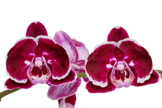 Purple orchid isolated. Close-up of a beautiful blooming twig of purple Phalaenopsis orchid isolated on a white background. Macro photograph.