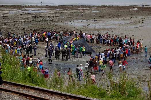 SALVADOR, BAHIA/BRAZIL - August 30, 2019: A humpback whale dies while running aground on Coutos beach in Salvador (BA). The animal entered the Bay of All Saints and ran aground.  (Joa Souza / Panthermedia).