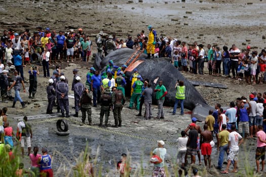 SALVADOR, BAHIA/BRAZIL - August 30, 2019: A humpback whale dies while running aground on Coutos beach in Salvador (BA). The animal entered the Bay of All Saints and ran aground.  (Joa Souza / Panthermedia).