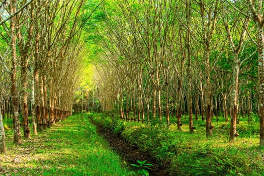 Latex rubber plantation or para rubber tree or tree rubber in southern Thailand