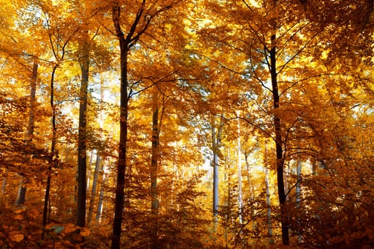 Beautiful autumn colors in the forest in November