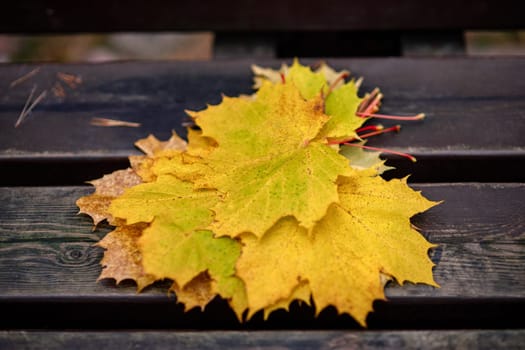 Yellow maple leaves on a bench lying in a stack, in defocus