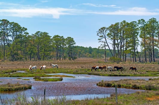 Wild Ponies Feeding in a Wetland in the Chincoteague Wildlife Refuge in Virginia