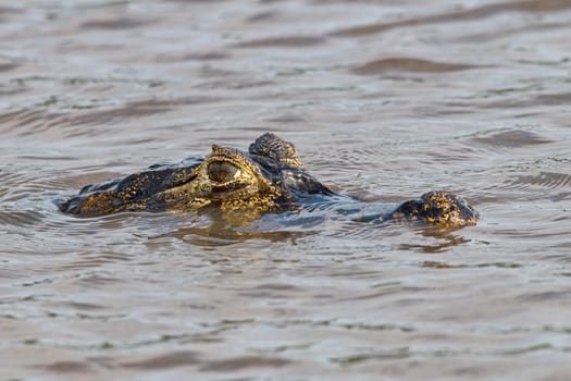 Spectacled caiman (Caiman crocodilus yacare) submerges,Pantanal,Mato Grosso,Brazil