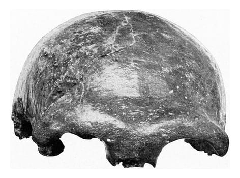 Cranium Neanderthal man, vintage engraved illustration. From the Universe and Humanity, 1910..