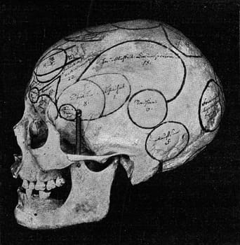 Skull with indication of Gall organs seen from side and back, vintage engraved illustration. From the Universe and Humanity, 1910..