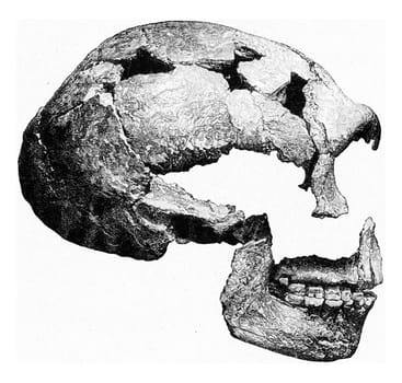 Prehistoric Skull Spy in Belgium, vintage engraved illustration. From the Universe and Humanity, 1910..
