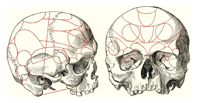 Skulls with indications after Gall, vintage engraved illustration. From the Universe and Humanity, 1910..