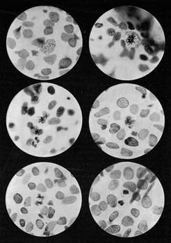 Six stages of division of a gill lamella cell of the spotted salamander larva, vintage engraved illustration. From the Universe and Humanity, 1910..