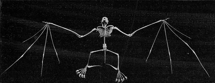 Skeleton of a bat, vintage engraved illustration. From the Universe and Humanity, 1910..