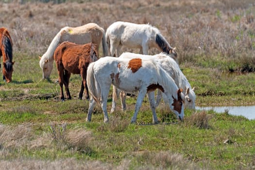 Wild Ponies in a Wetland Grassland in Chincoteague Wildlife Refuge in Virginia