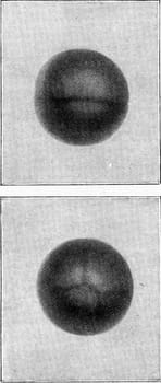 Steps to start segmentation of a fertile frog egg, vintage engraved illustration. From the Universe and Humanity, 1910..