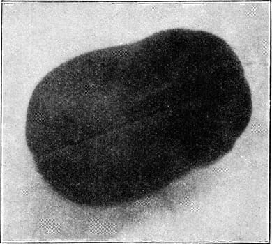 The middle line represents the attachment of the central nervous system, vintage engraved illustration. From the Universe and Humanity, 1910..