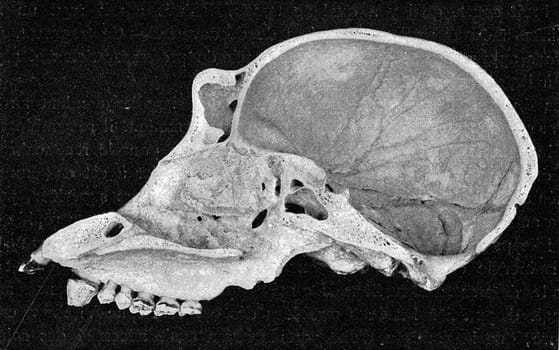 Half skull cut of a young gorilla, vintage engraved illustration. From the Universe and Humanity, 1910..