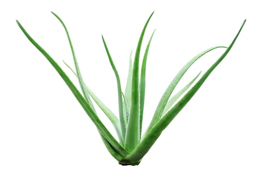 Aloe vera plant isolated on white background, full length.