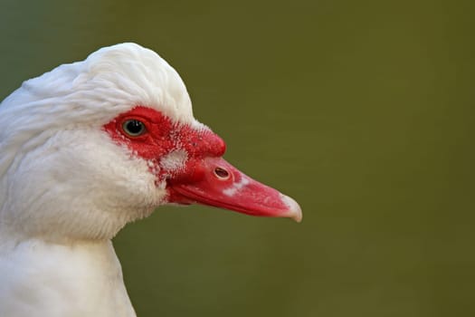 Head study of the alder of the wart duck
