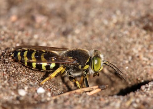 Great spinning wasp Bembix rostrata on the Sandhausen dune