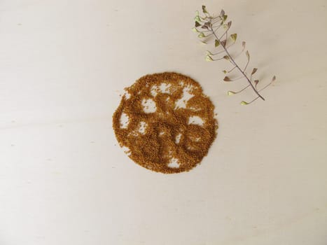 Edible Shepherd’s purse seeds