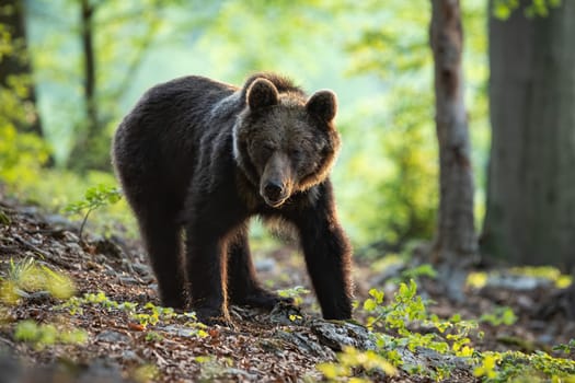Eurasian brown bear, ursus arctos, standing in the woods in springtime alone. A solitary young predator posing on the sun. A sunkissed wild animal in the lush forest vegetation.