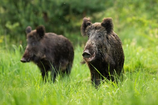 Two fierce wild boars, sus scrofa, standing together in wilderness in summertime. Herd of shy animals on a green meadow in nature. Alert aggressive mammals in wilderness watching carefully