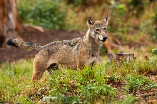 A cute grey wolf, canis lupus, watching something in the distance and looking to the right of the camera. Wild canine hunting in the colorful forest. Mammal in wilderness.