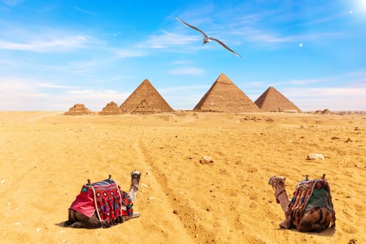 Egyptian Pyramids, camels and a seagull,  Giza.