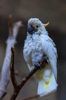 white cockatoo in Loro Park in Tenerife Canary islands, Spain