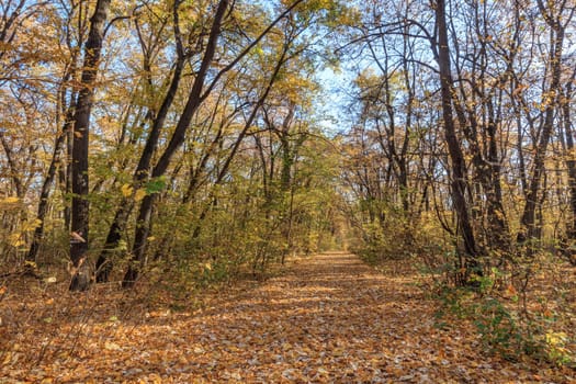 autumn forest in Comana Natural Park, Romania
