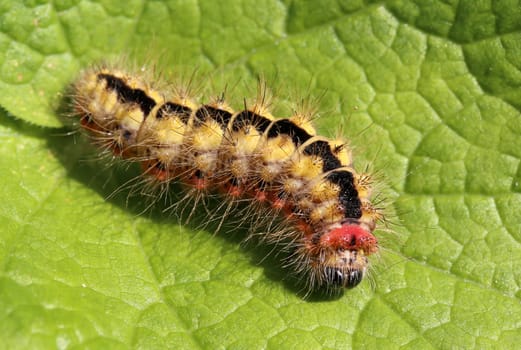 Macro of a caterpillar of the spurge bark owl Acronicta euphorbiae